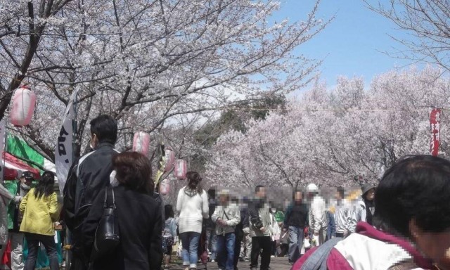 【桜】高尾さくら公園・さくらまつり