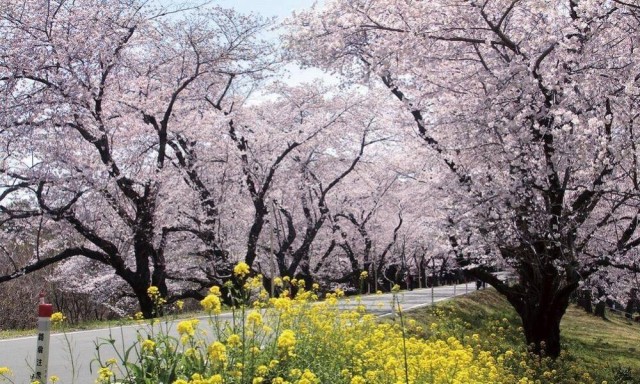 【桜】城ヶ谷堤(じょうがやつつみ)