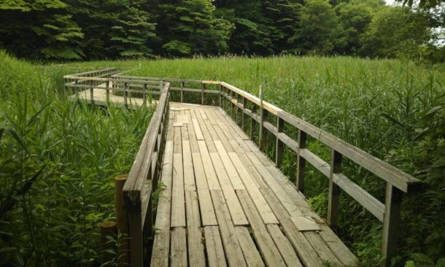 【桜】【蛍】北本自然観察公園・埼玉県自然学習センター