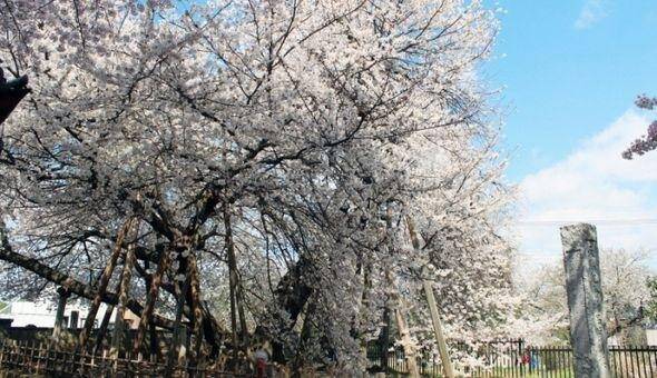【桜】東光寺・石戸蒲ザクラ(日本五大桜)