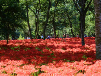 写真:巾着田