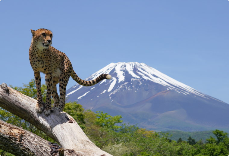 写真：富士サファリパーク