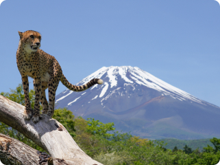写真：富士サファリパーク